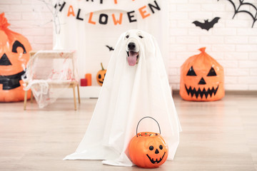 Swiss shepherd dog in halloween costume and pumpkin sitting at home