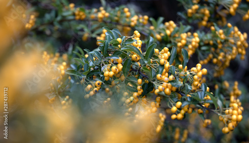 Pyracantha Firelight on macro picture with nice green leaves with blue blur sky at the back