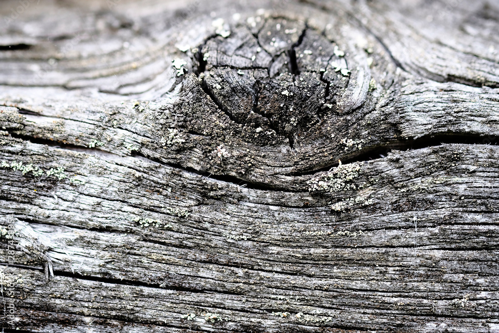 knots on an old wooden surface. wood texture. the background. knots on an old wooden surface. wood texture. the background.