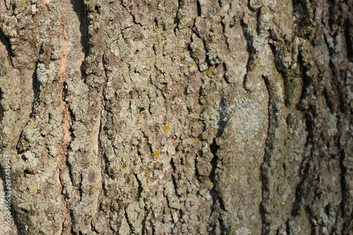 tree bark and fungus