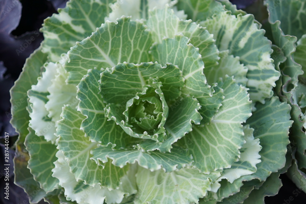 head of cabbage head of cabbage