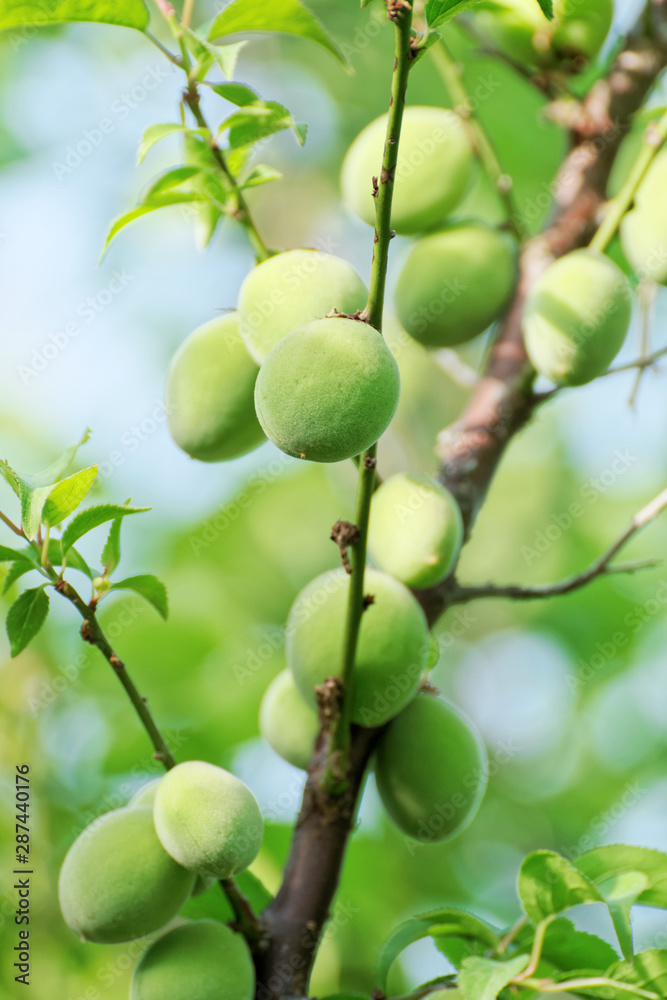 green Japanese apricot(ume) fruits on tree
