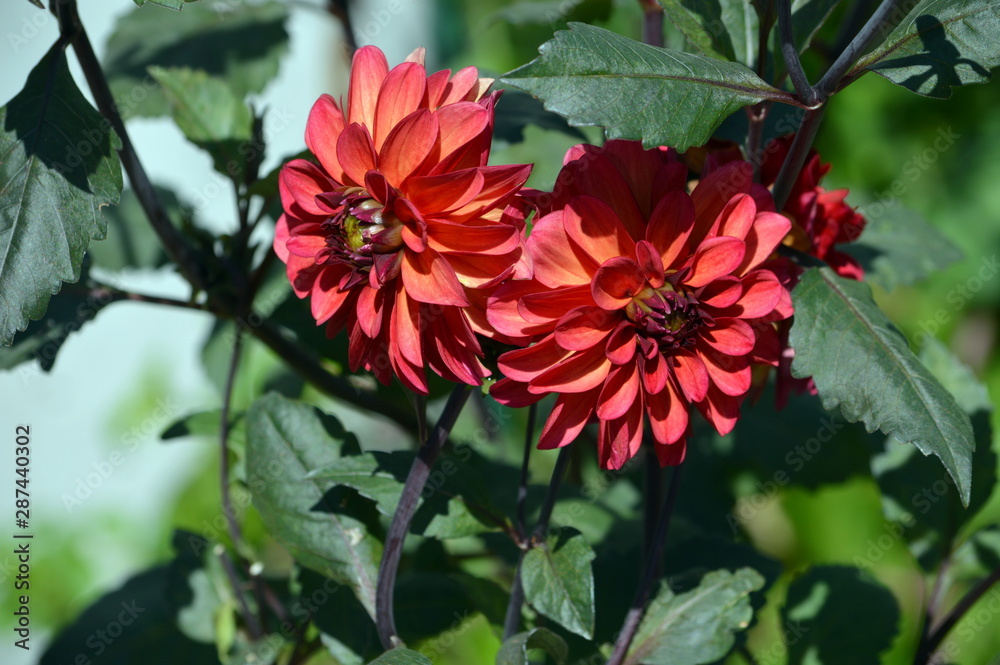 red flower in the garden red flower in the garden