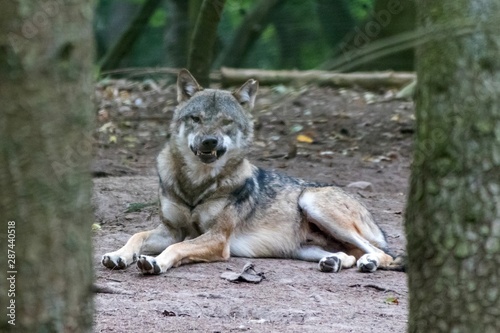  close up portrait of a grey wolf (canis lupus) also know as Timber wolf in forest during the summer months © Riko Best