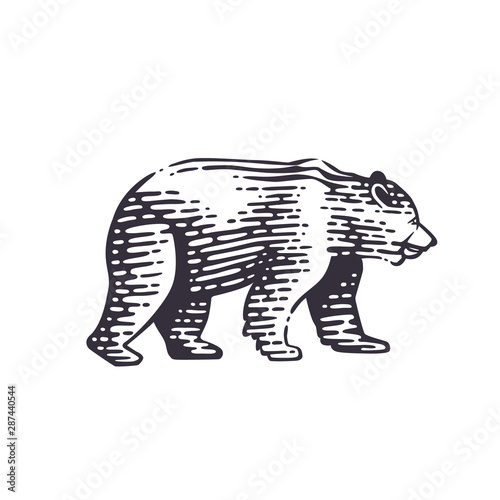 Vector illustration of the bear. © dobrograph