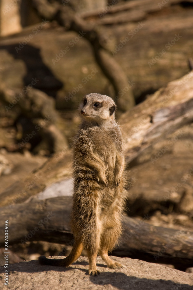 Fototapeta premium Elegenate Erdmännchen