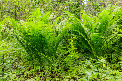 Green fern in a forest © olyasolodenko