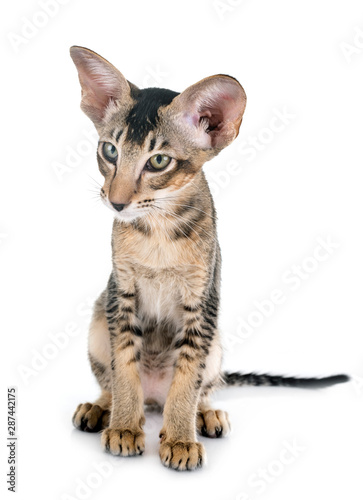 Fototapeta Naklejka Na Ścianę i Meble -  oriental kitten in studio