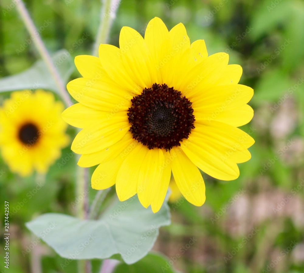 A close view of the bright yellow flower in the garden. A close view of the bright yellow flower in the garden.