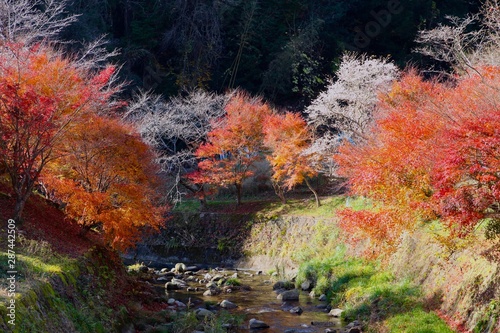 Fototapeta Naklejka Na Ścianę i Meble -  Scenic view of autumn leaves ((Momiji or Japanese Maple) and winter sakura( Shikizakura) in Obara Japan.  Selective and soft focus 