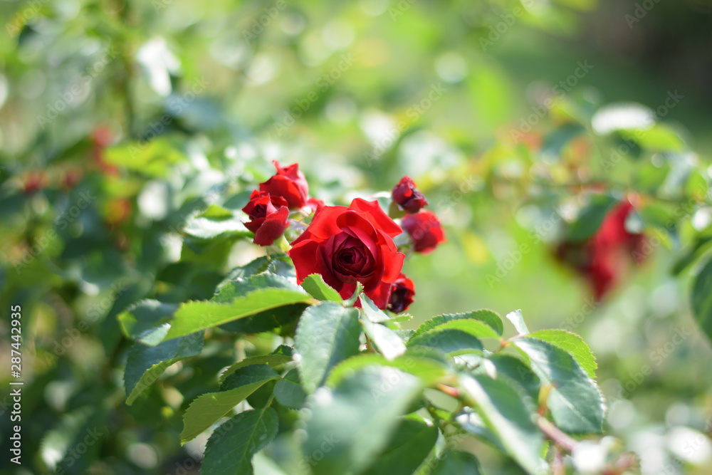 flowers flowers