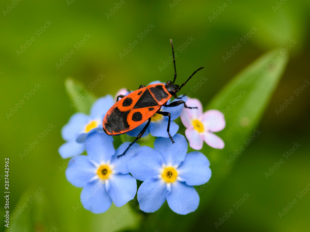 Beautiful and delicate small blue Myosotis flowers close up on green grass background,firebug, Pyrrhocoris apterus in natural habitat Beautiful and delicate small blue Myosotis flowers close up on green grass background,firebug, Pyrrhocoris apterus in natural habitat
