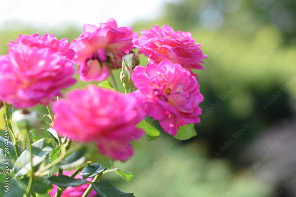flowers flowers