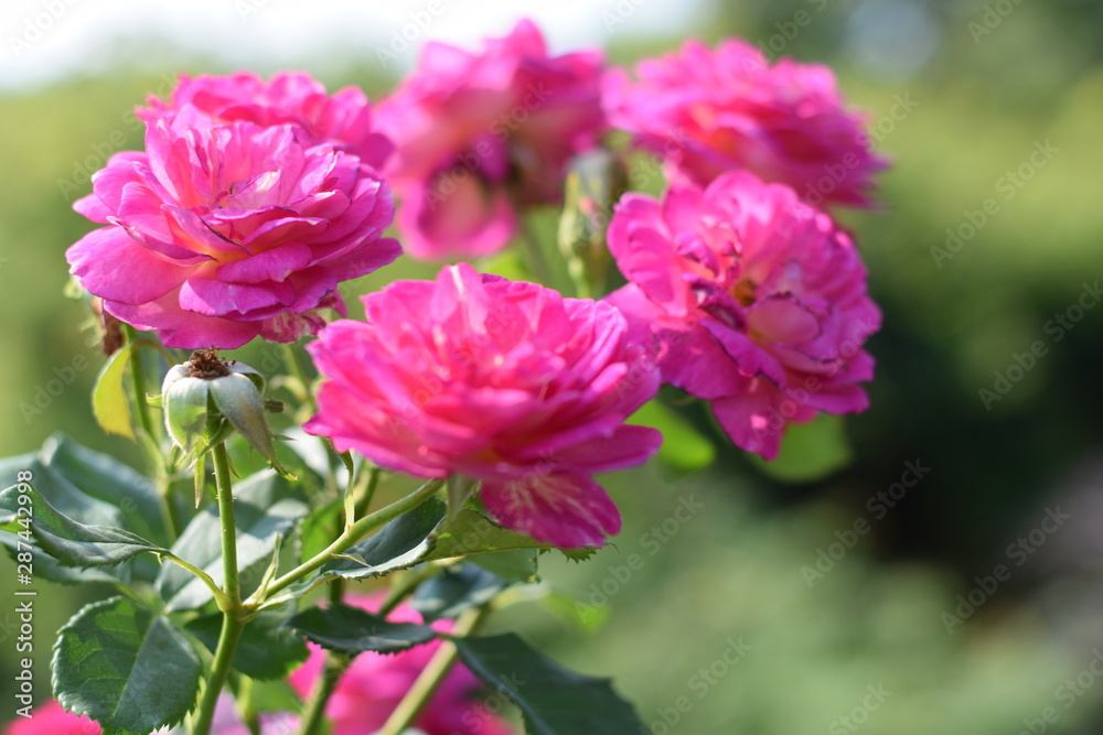 Fototapeta premium flowers
