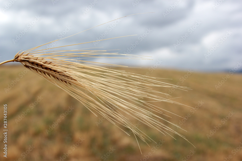 picture of golden wheat in countryside picture of golden wheat in countryside