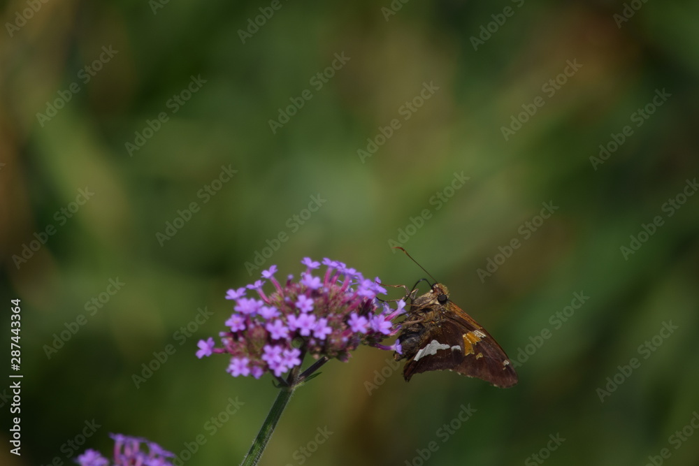 flowers flowers