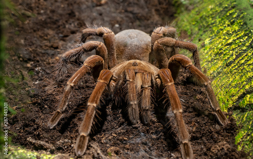 Brown tarantula spider closeup