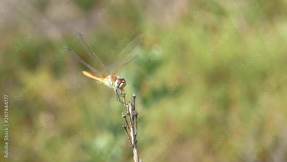 Dragonfly Close-up Macro Video Nature Dragonfly Close-up Macro Video Nature