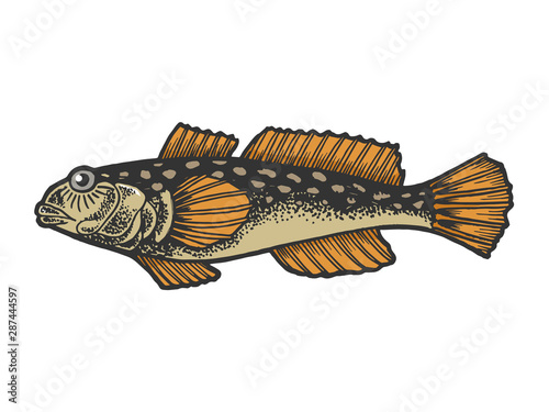 Goby fish animal color sketch engraving vector illustration. Tee shirt apparel print design. Scratch board style imitation. Black and white hand drawn image. photo