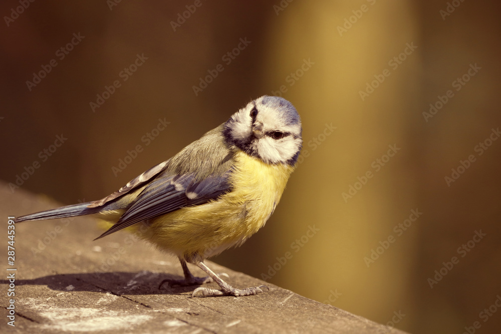 Fototapeta premium Bird, tit
