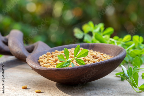 Dry fenugreek seeds and fresh fenugreek plant