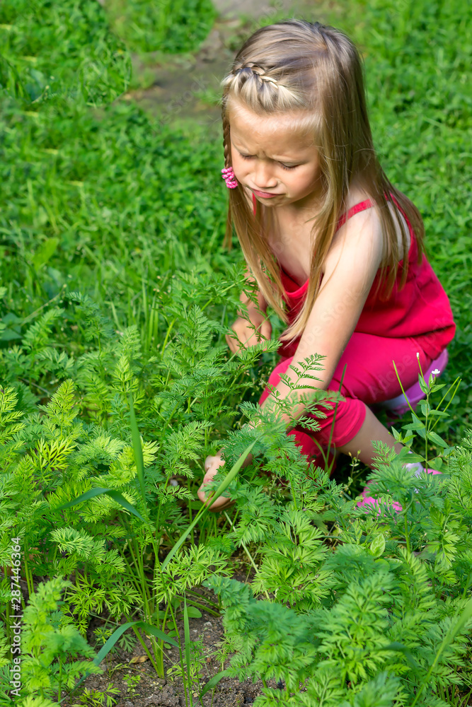 Fototapeta premium Cute little girl is angry that she can't get the carrots out of the garden