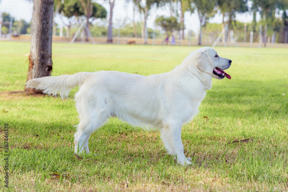 Beauty Golden retriever dog in the park Beauty Golden retriever dog in the park