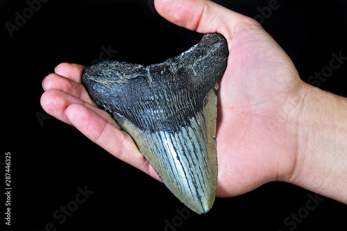 Megalodon Shark Tooth 45 million years old.