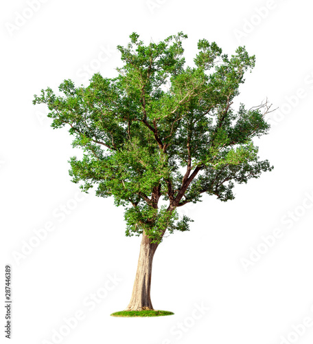 Tropical big tree isolated on a white background. File contains with clipping path so easy to work.