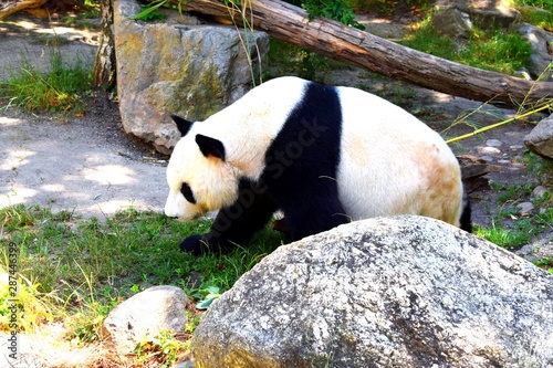 The giant panda also known as panda bear or simply panda, is a bear native to south central China. photo