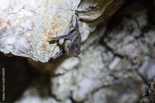 Close up group of small sleeping horseshoe bat, hanging upside down on top of cold natural rock cave while hibernating. Wildlife photography. 