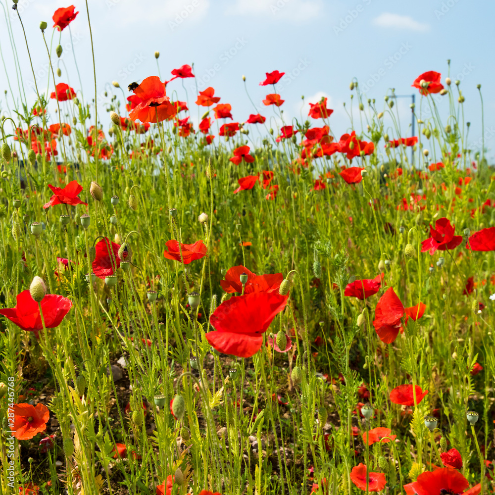 Obraz premium Zbliżenie dzikich czerwonych maków (Papaver rhoeas) na łące.