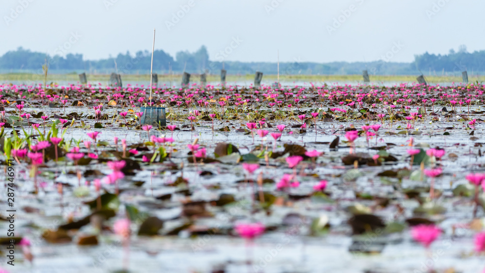 Lotus pond at Thale Noi Waterfowl Reserve Park