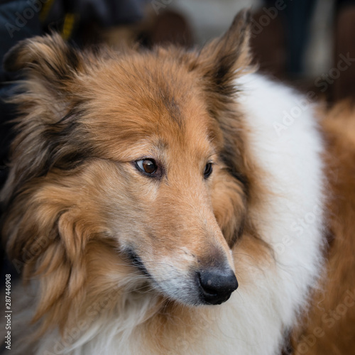 A close up of a rough collie dog's head. © Robert Lavers ARPS