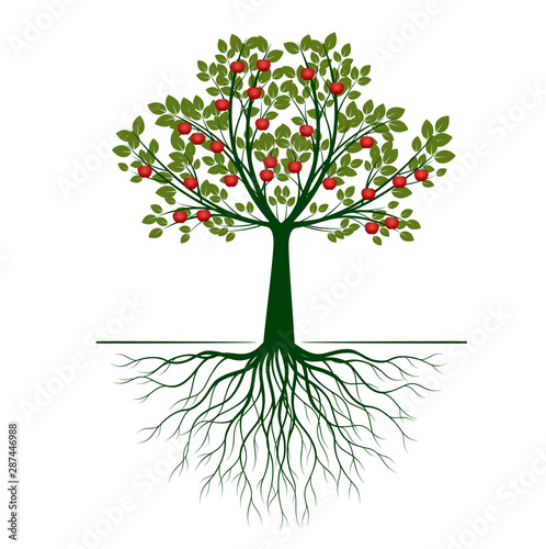 Beautiful Vector Apple Tree on white background with Roots. Vector Illustration and concept pictogram.