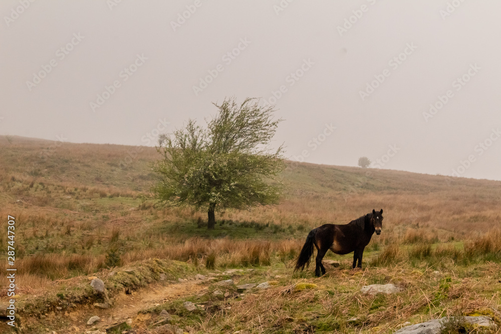 horse grazing and enjoying the mountain in the Basque country