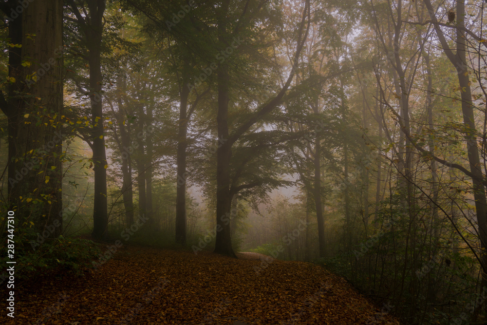 Wald_11 Wald_11