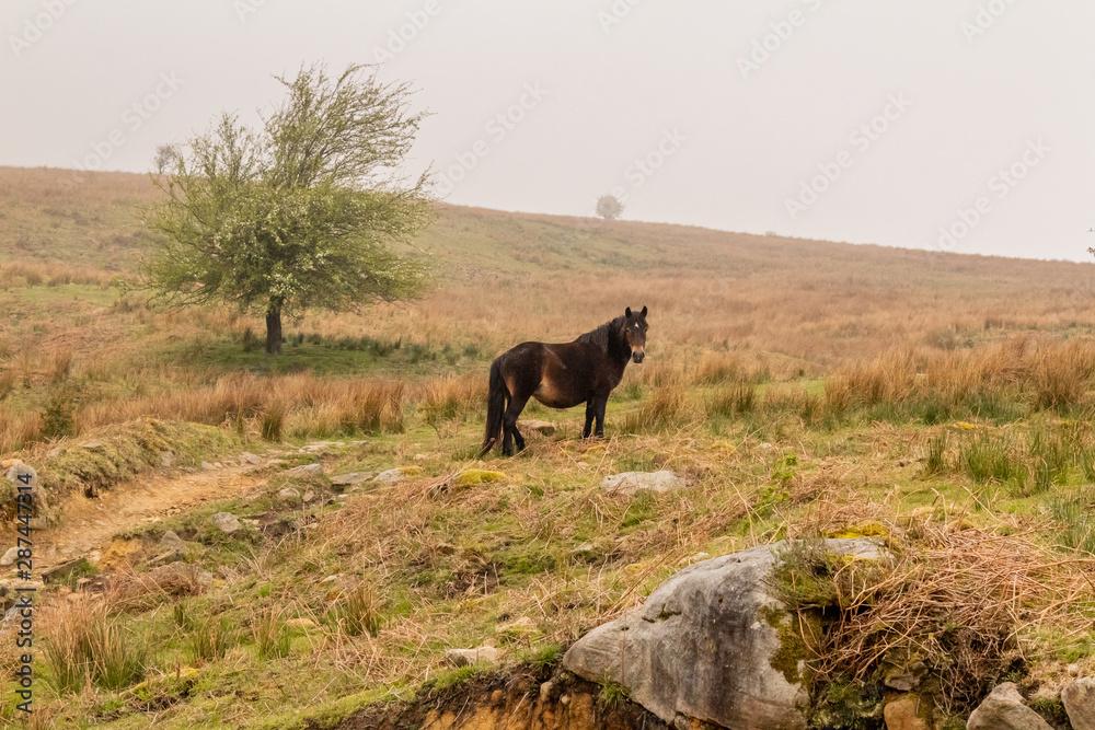 horse grazing and enjoying the mountain in the Basque country horse grazing and enjoying the mountain in the Basque country
