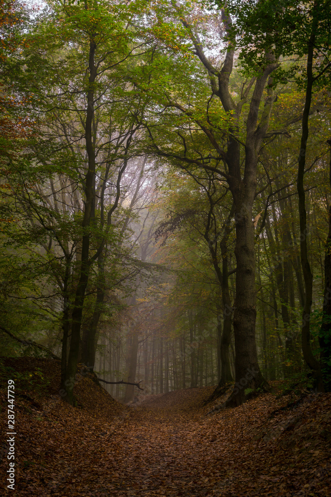 Fototapeta premium Wld_8