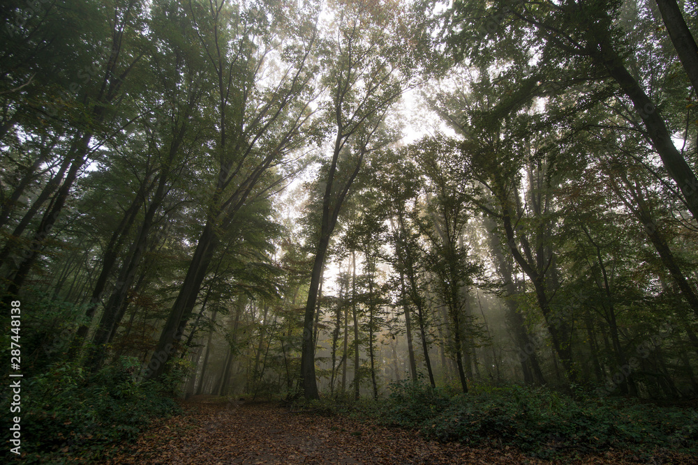 Wald_5 Wald_5