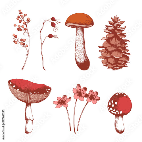 Nature hand drawn vector sketch. Collection of forest plants. Mushroom, berries, cones, flowers.