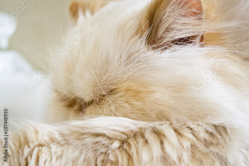 Sleeping white fluffy persian cat