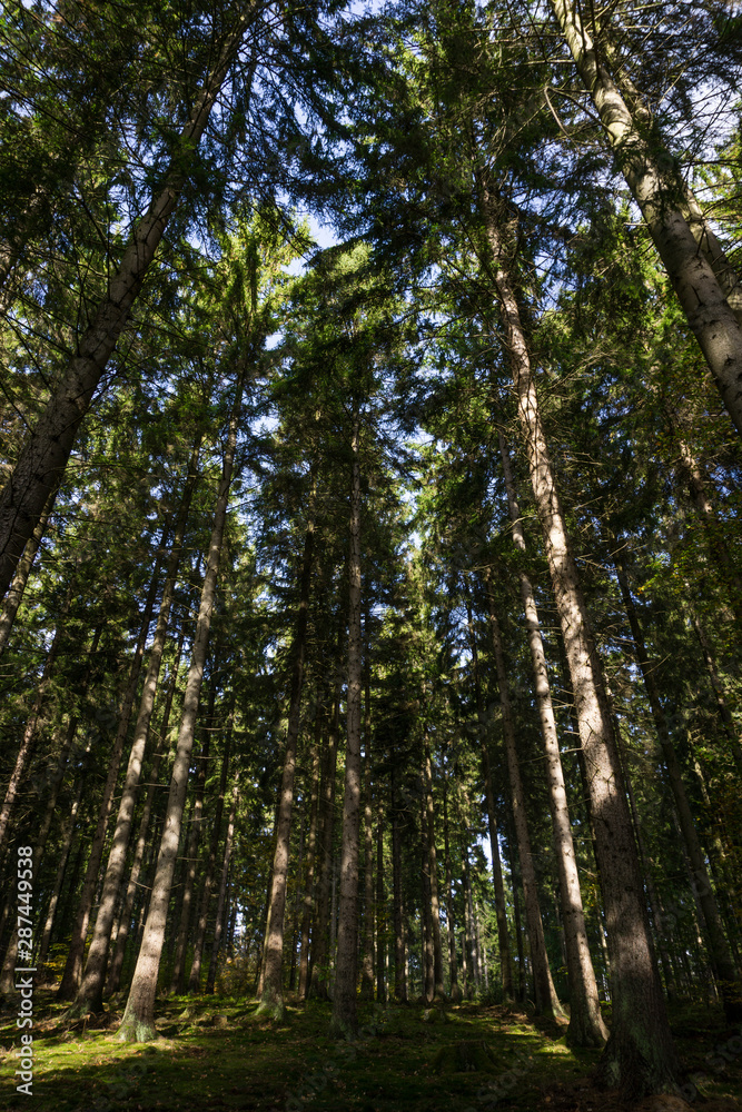 Wald_1 Wald_1