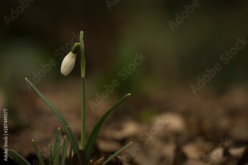 Schneeglöckchen_1
