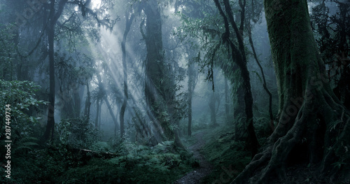 Fototapeta Naklejka Na Ścianę i Meble -  Deep tropical jungle in darkness