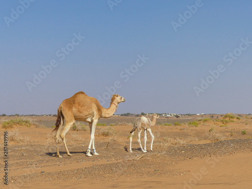 Dromedary at  Camelus dromedarius  Wahiba Sands  Rimal Al Wahiba  Ramlat al Wahiba  Wahiba Sands  Scharqiyya Sands  Sultanate of Oman