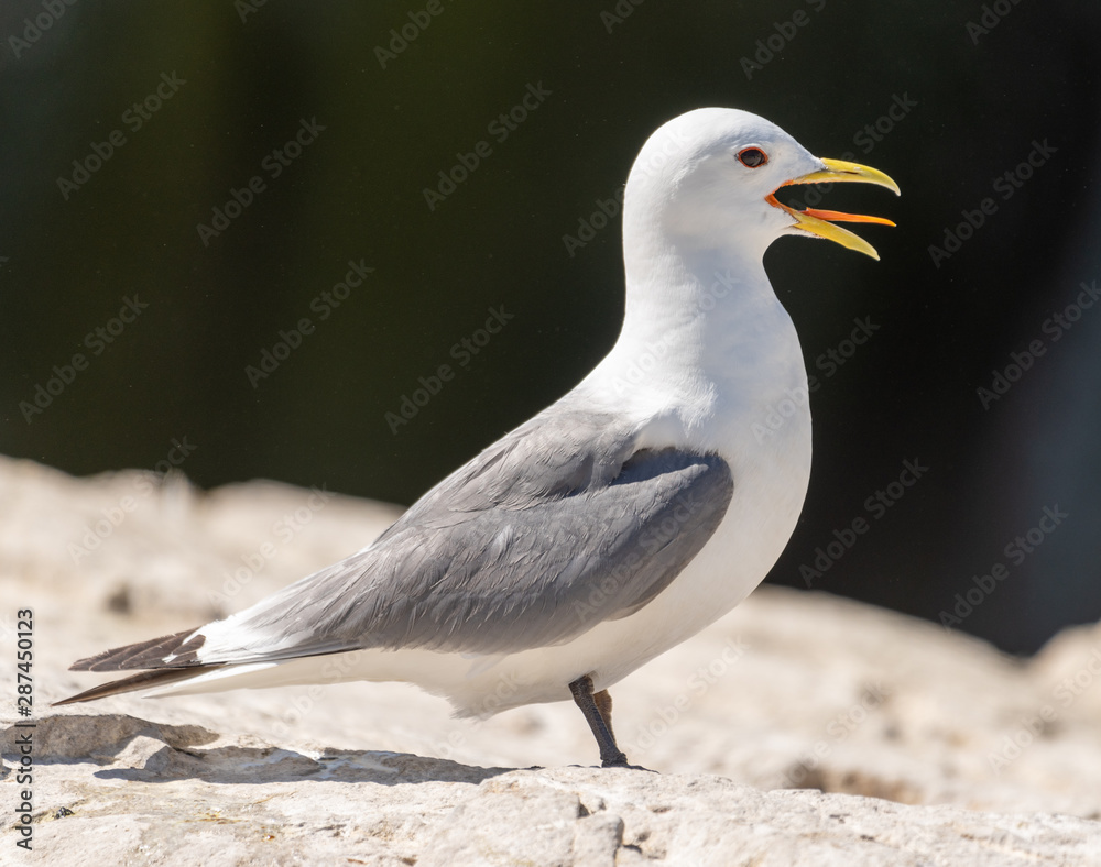 Fototapeta premium Kittiwake