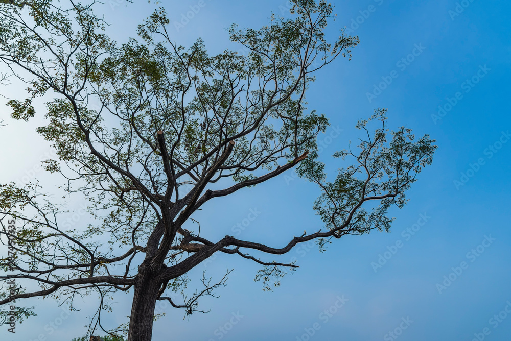 silhouette image of a tree against clear blue sky silhouette image of a tree against clear blue sky