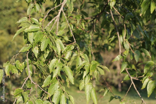 trees 