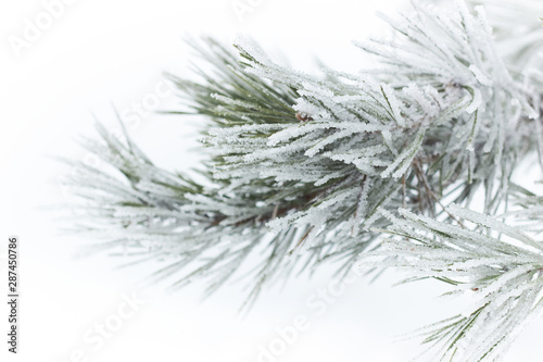 Rimed pine needles with hoarfrost on white snow fogged background, beautiful christmas and new year frame for your design